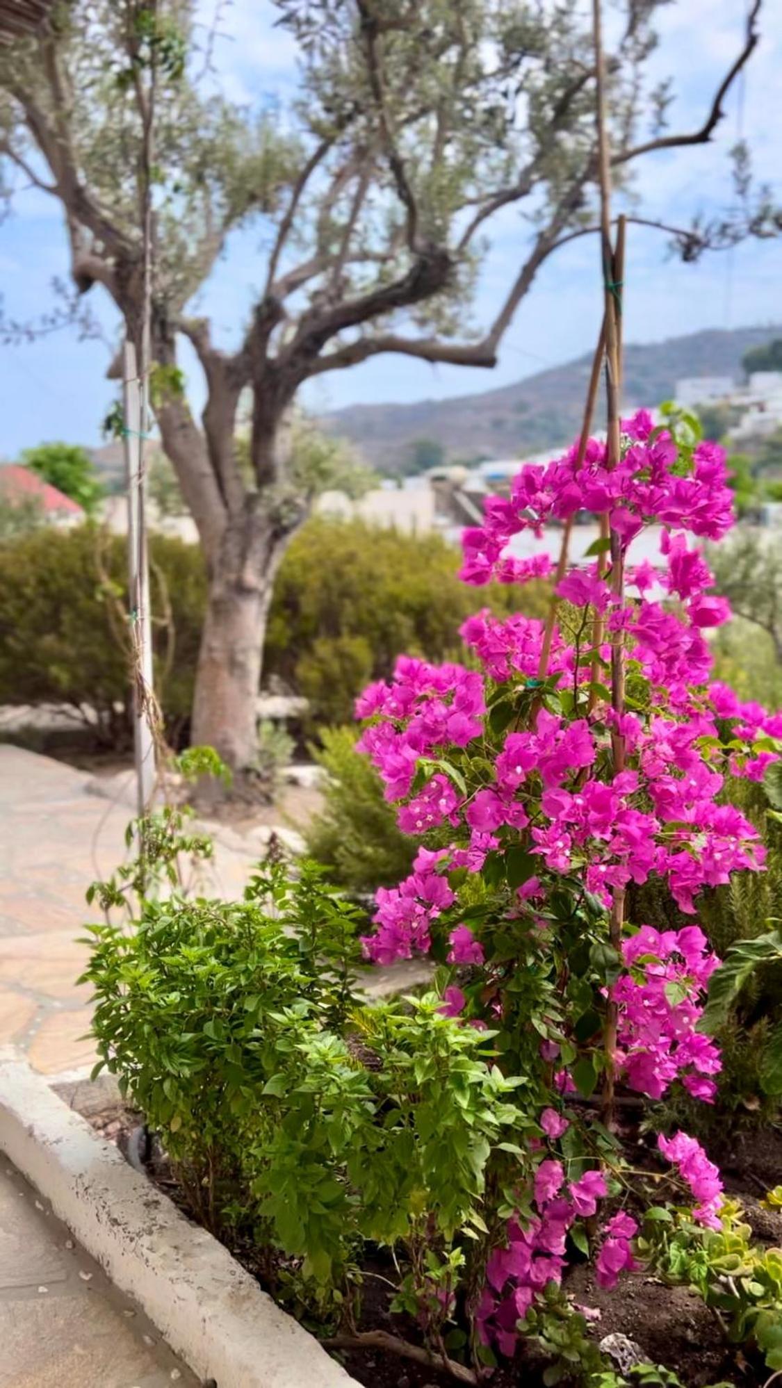 Aparthotel Mistral-Patmos à Skala Extérieur photo